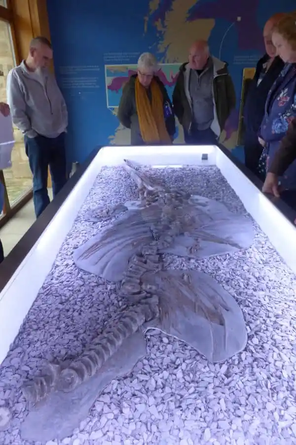 Fossil of skeleton of a prehistoric creature